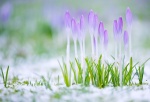 Уникальное ценовое предложение весны Уникальное ценовое предложение весны