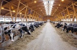 Контроль  параметров микроклимата в крупных животноводческих хозяйствах 