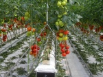 Особенности промышленного выращивания томатов
